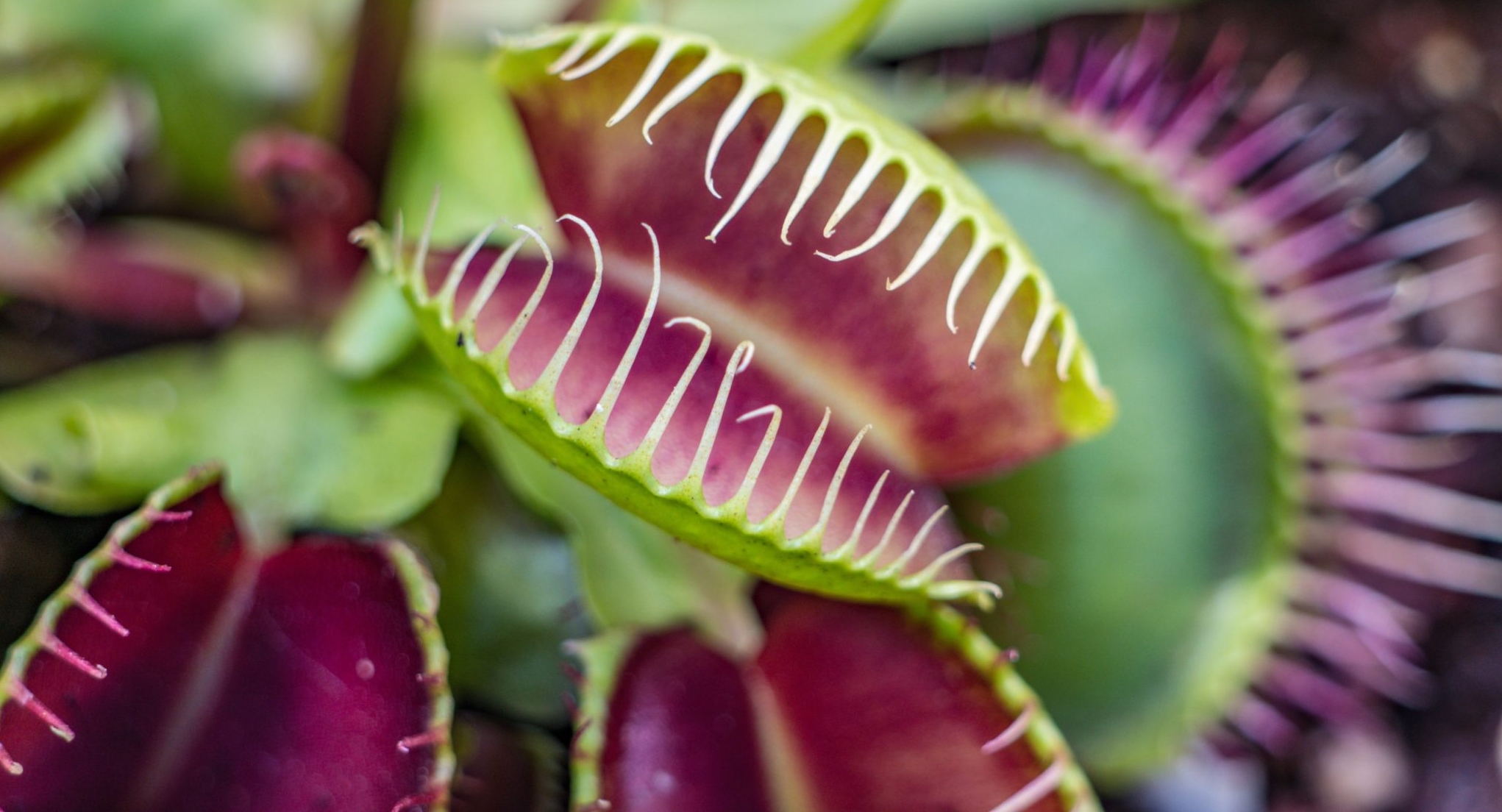 Carnivorous Plant Resource - Learn Cultivation, Education