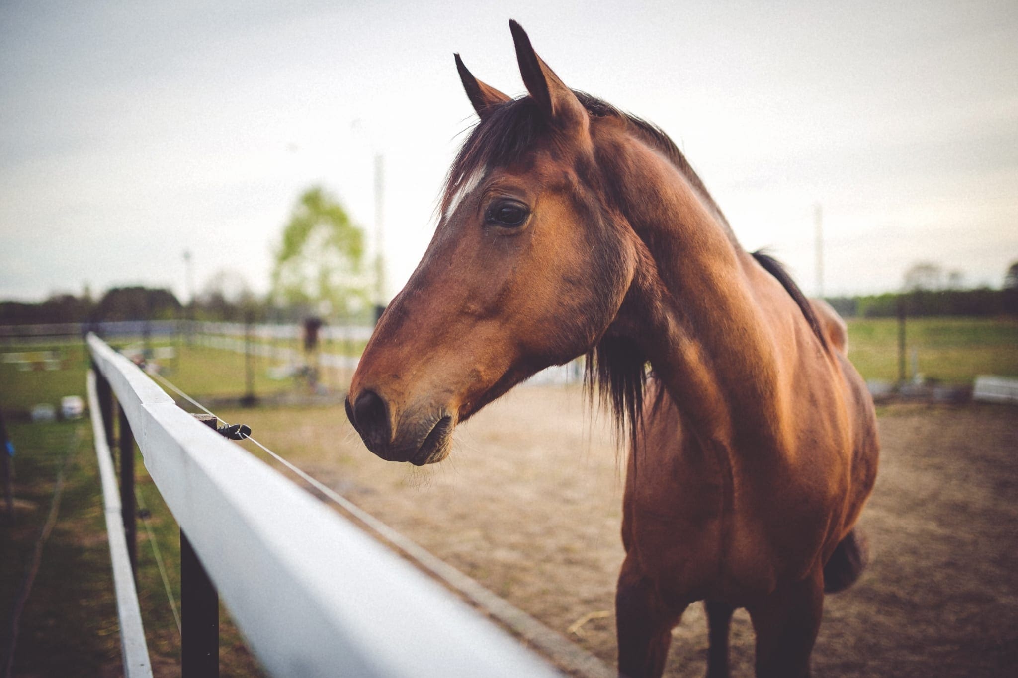 Certificate of Horse Care Introductory Program