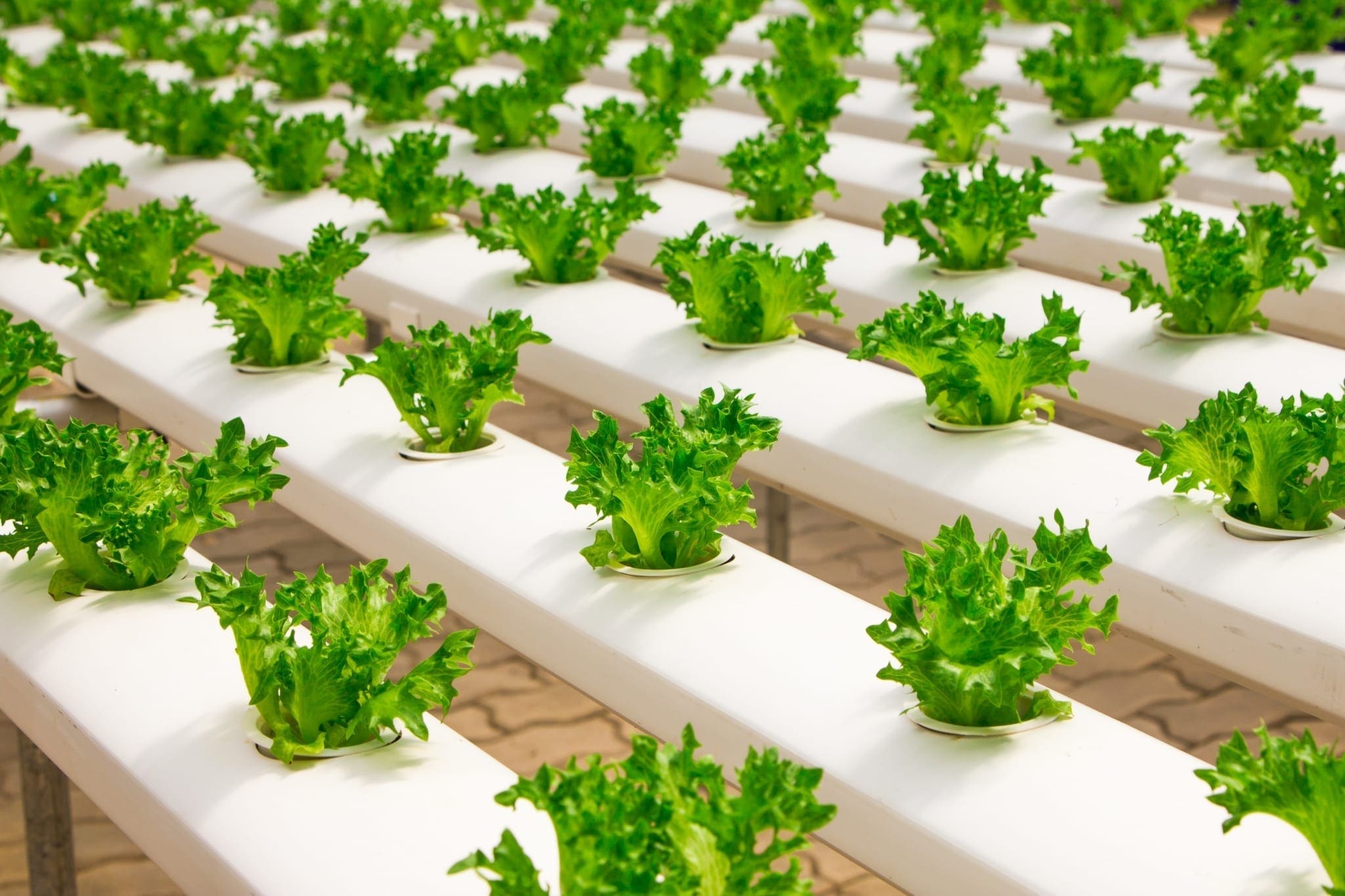 Certificate of Hydroponics