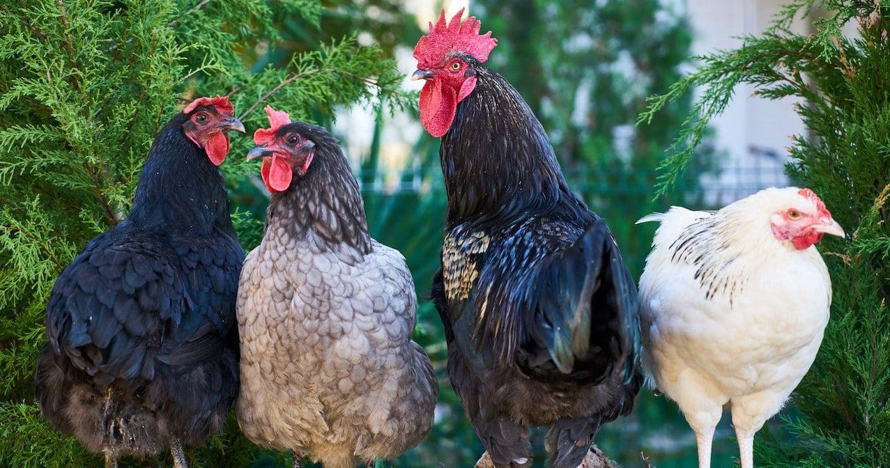 Certificate of Poultry