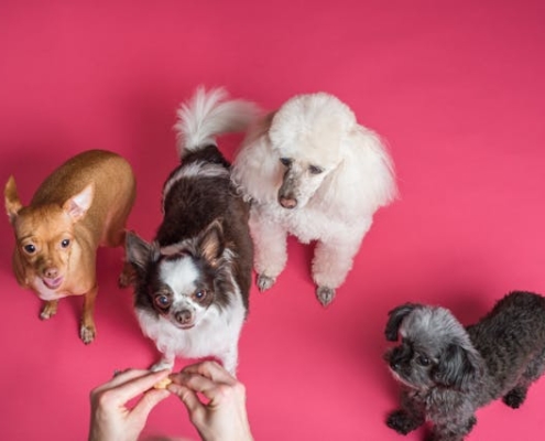 dog training and behaviour